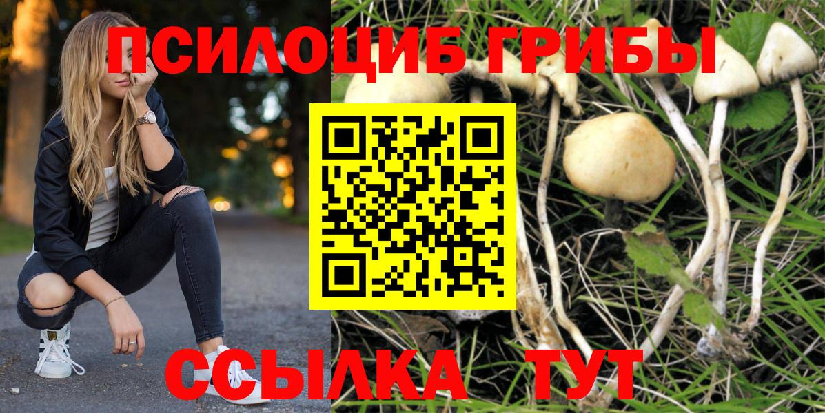 Псилоцибиновые грибы Psilocybe Урай